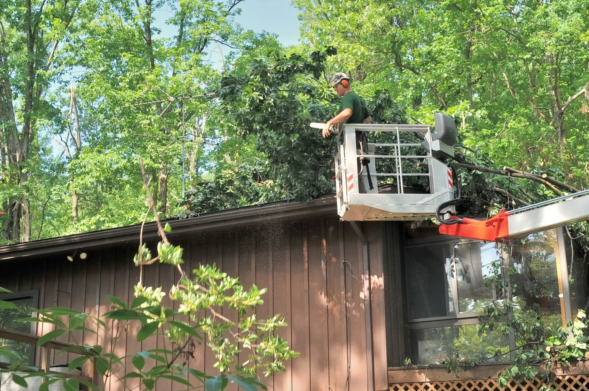 Removing Trees From Roof
