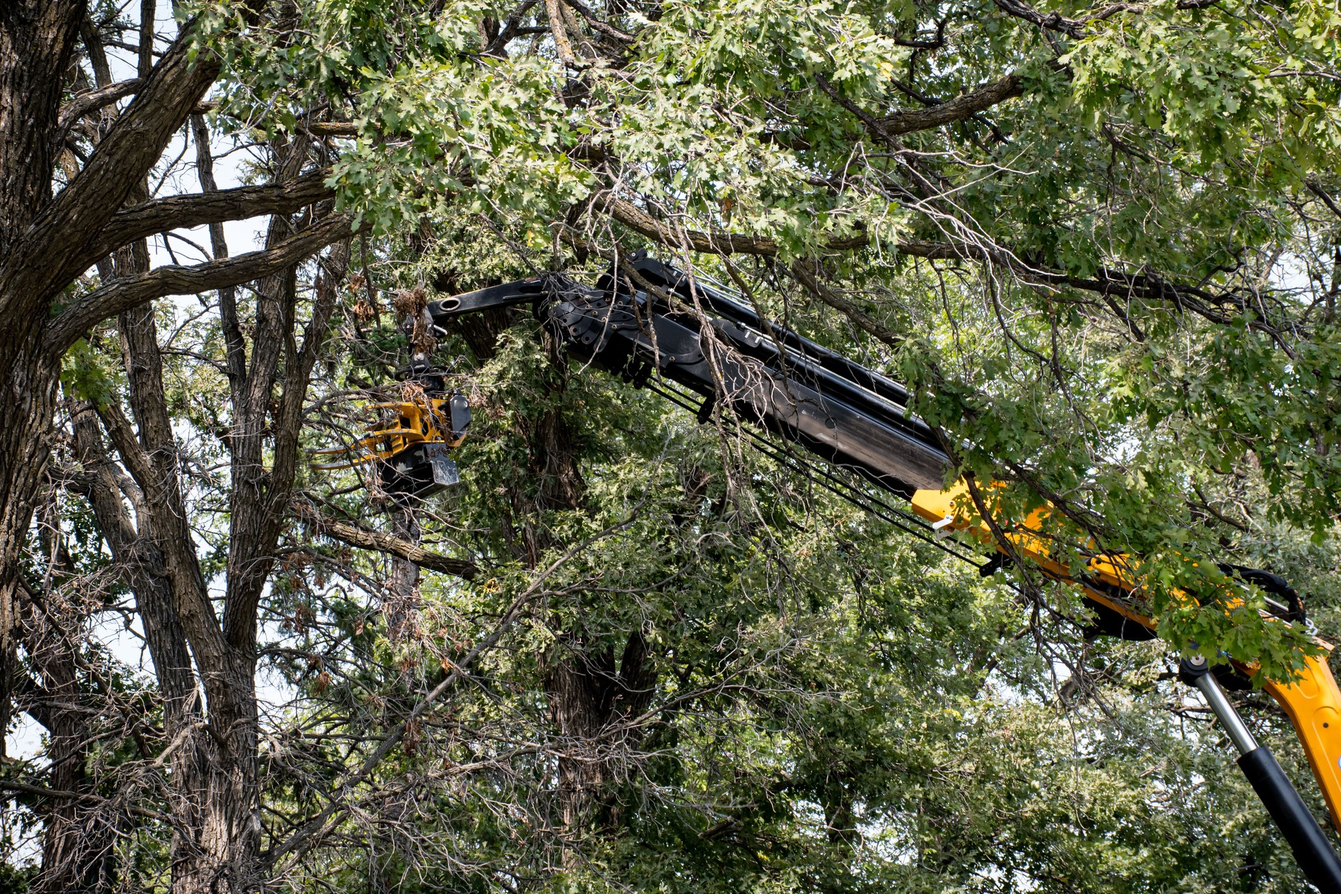 Mechanical Pruning in Action