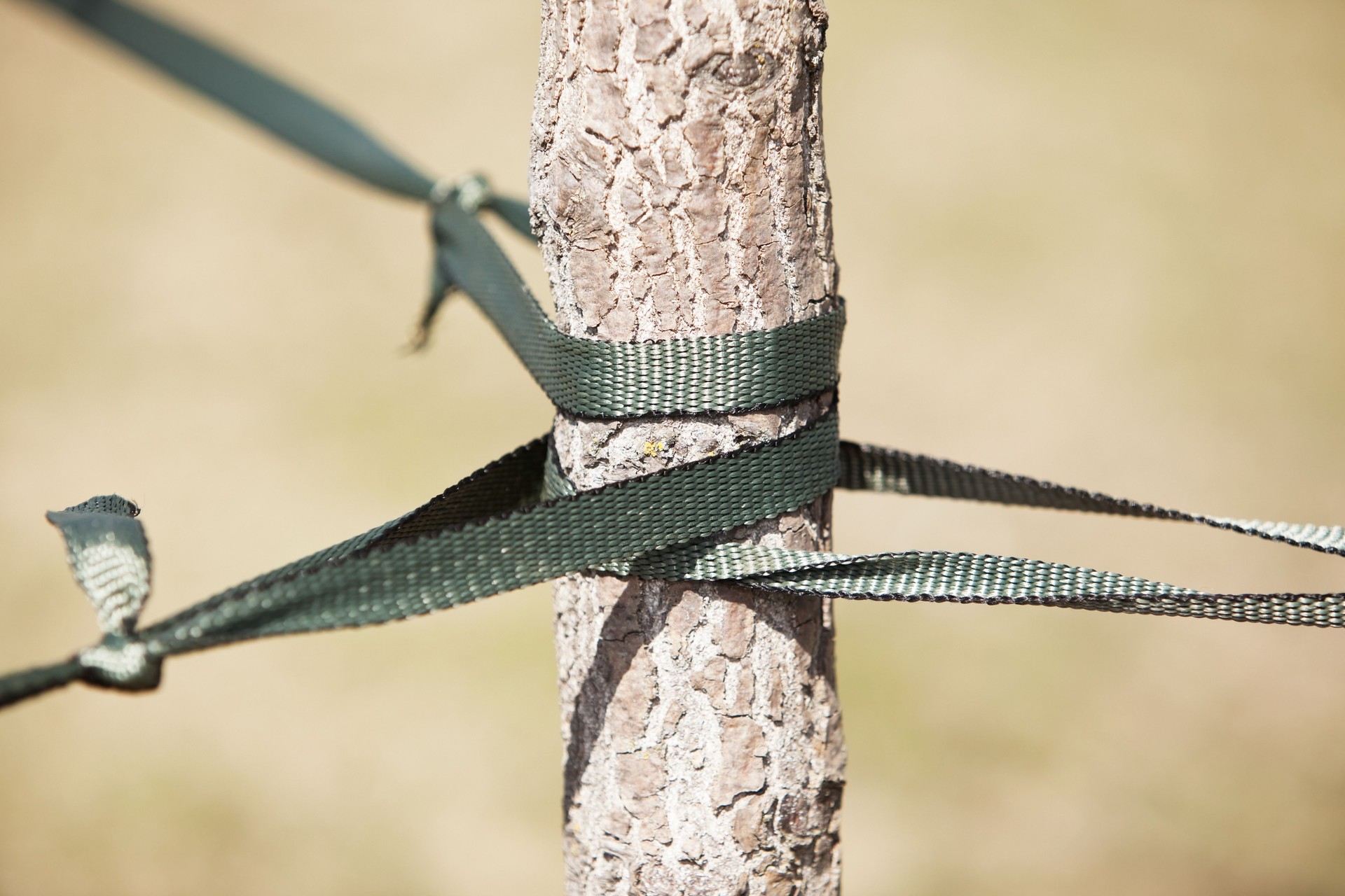 Support Rope Around Young Tree Trunk