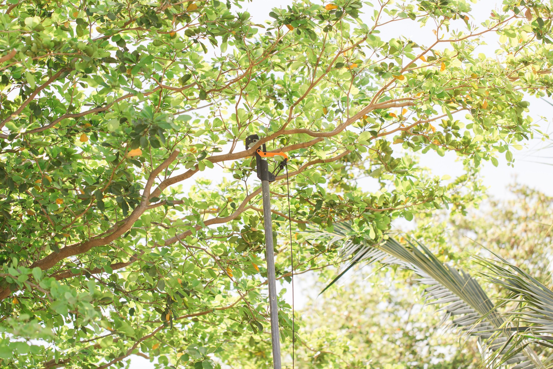 Tree Trimming Tree Branches with a Long Saw By Hand Outdoors on the Front Lawn on a Warm South Florida Spring Day in 2023 Before Hurricane Season Starts