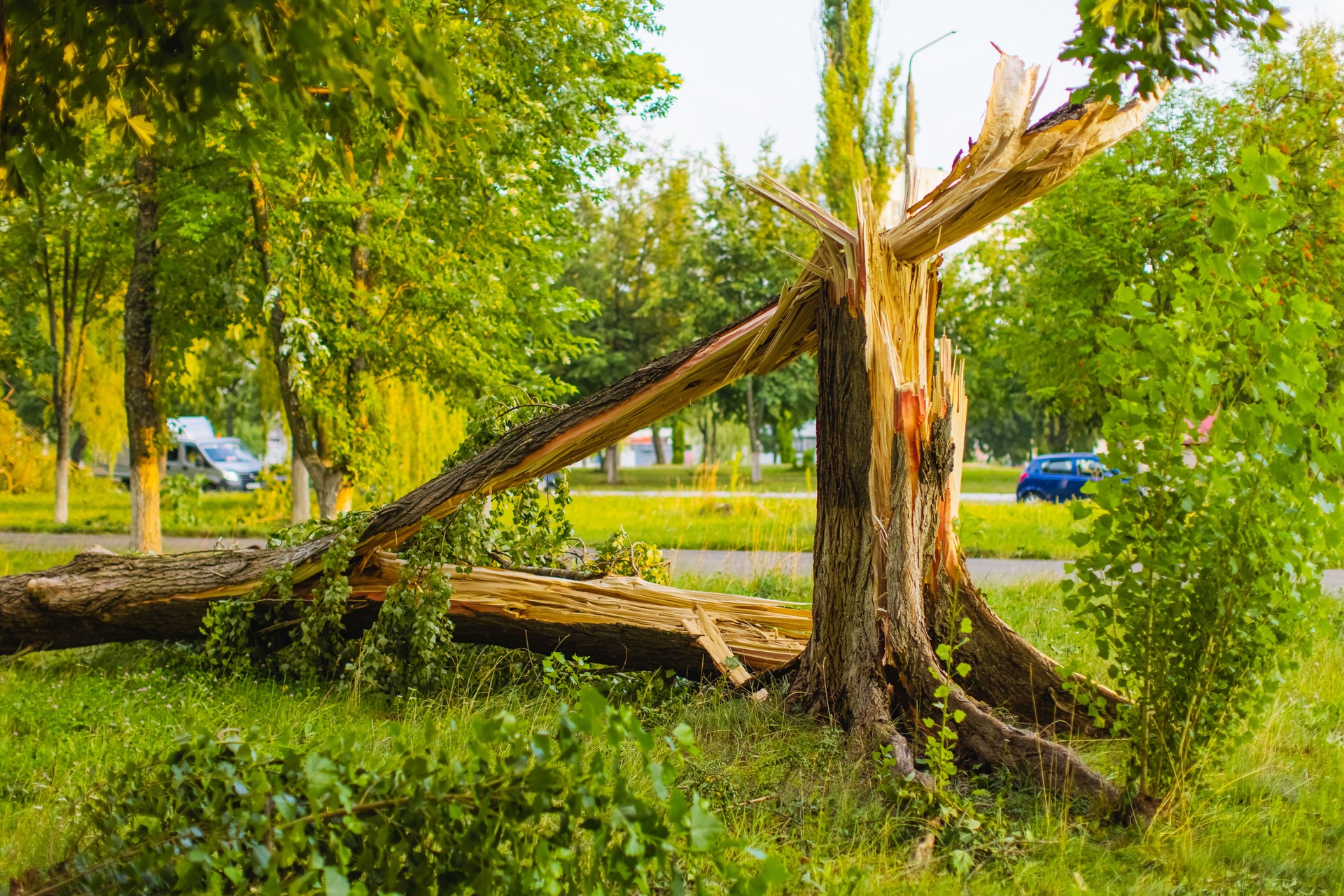 Broken tree after storm in city.