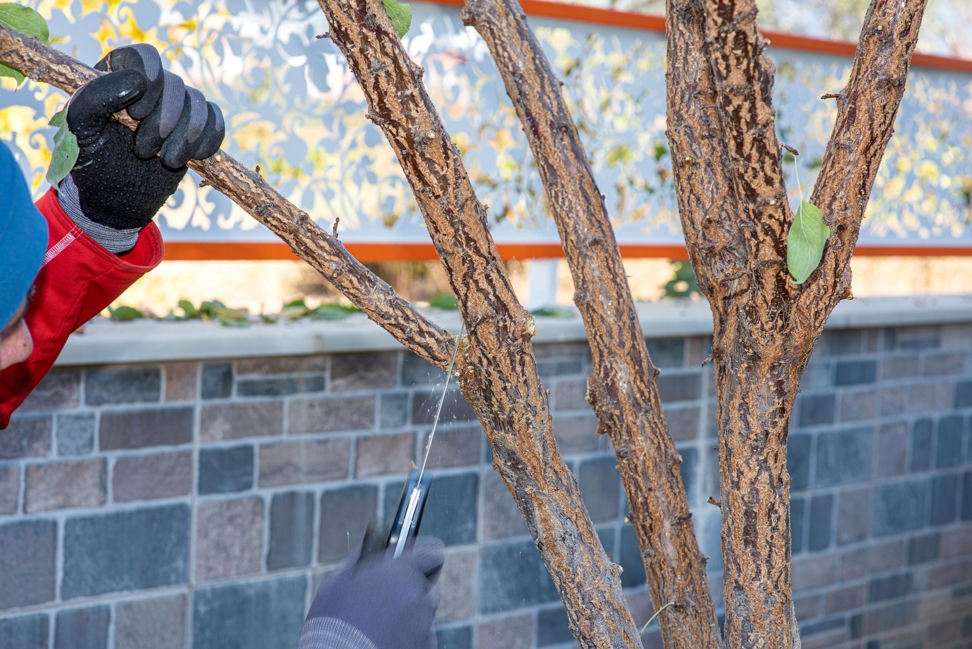 Man pruning tree with a chainsaw in his backyard